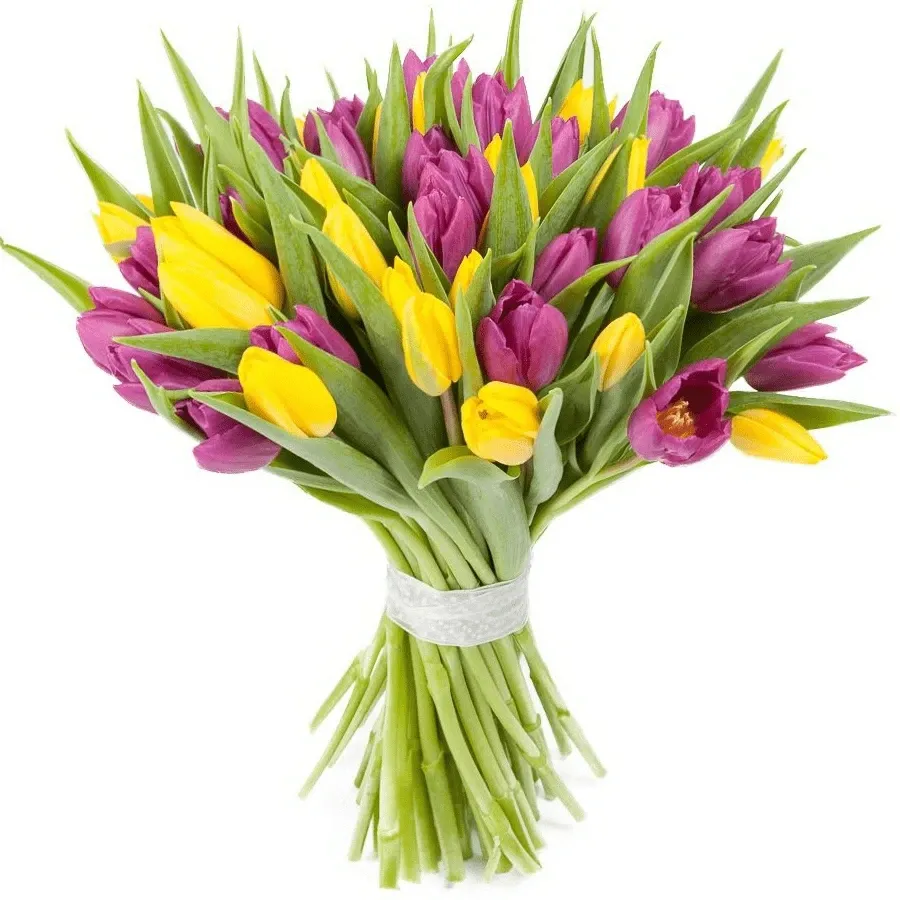 Тюльпаны фиолетово-желтый микс